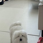 [댓글부탁해] <b>사설</b>모고 지문도 분석해야돼?