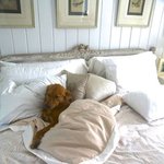 이 <b>침대</b>의 주인은 과연 누구인가?