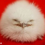 <b>부리</b>가 달린 솜뭉치들?!