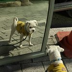 [귀여운<b>동물</b>] 거울 속 나
