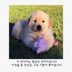 <b>행운</b>의 강아지