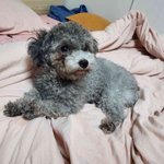 토이<b>실버</b>푸들 꽃순이