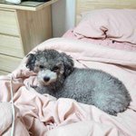 토이실푸 꽃<b>순이</b>와 눈이 마주쳤어요