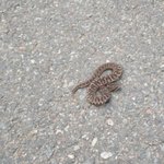 한강공원에 독사 <b>출몰</b> 주의..반려견 물려 생명 위태