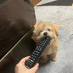 우리집 강아지 진짜 개기<b>엽지</b>?
