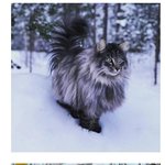 모든 장모종 고양이들의 <b>선조</b>라는 고양이