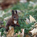 [방탈죄송] 산에서 만난 도토리 <b>도둑</b>들