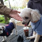 밀빵은 진짜