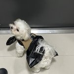 아니 엄마가 이러고 <b>산책</b> 나가라는데