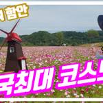 전국최대규모의 코스모스를 조성하였습니다. 입장료 없이, 공짜입니다...