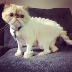 <b>집사</b>의 욕심이 과했던 다이노 컷