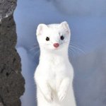 [댓글부탁해] 나 흰<b>담비</b> 닮았다는데 특징이 뭘까