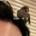 참새한테 <b>간택</b> 당할수도 있는거임?ㅋㅋㅋㅋㅋㅋㅋㅋㅋ