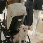 ㅇㄱㅈ에 있는 ㅎㄷ백화점에 개 데려왔던 분 보세요
