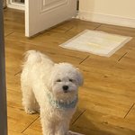 [귀여운<b>동물</b>] 다들 우리 집 댕댕이 좀 봐주라 ㅠ