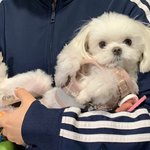 [귀여운<b>동물</b>] 짤 생성하는 우리집 댕댕이