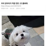 이런 개는 무슨<b>종이</b>야..??