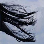 이란 <b>히잡</b> 거부 시위