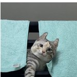 당당히 난간 넘다가 걸린 고양이