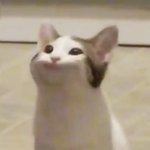 <b>뉴진스</b> <b>해린</b> 팝캣 닮은거같음