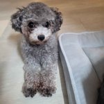 <b>토이</b>실버푸들 꽃순이 왔어요