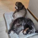 토이실푸꽃순이 베프 슈나우저 꽃님이