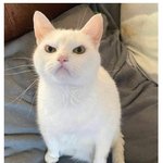 야채가 싫은 고양이