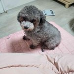 아기<b>곰</b> 토이실푸 꽃<b>순</b>이