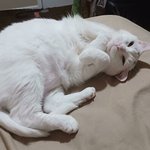<b>애완</b>동물을 입양하면 벌어지는 광경