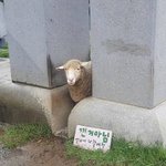 스키즈 코디도 일 잘하는듯
