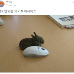 말도 안되는 <b>아기</b>토끼 <b>사이즈</b>