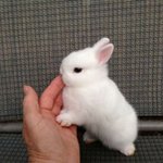 아기 <b>토끼</b> 보고 목요일도 힘내세요