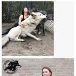 실제 늑대크기를 체감해보자