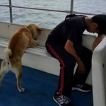 주인이랑 같이 배<b>멀미</b>하는 강아지