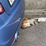 [이것좀봐줘] 아픈 <b>고양</b>일까요?  ㅠㅠ