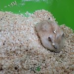 햄스터볼 제발 <b>사용</b>하지 마세요!