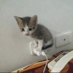 고양이 체감<b>무개</b>