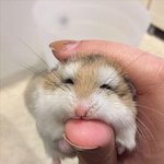 아기 <b>햄스터</b>로 힘차게 주말 시작
