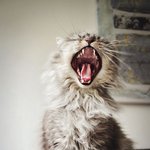 <b>하품</b>하는 고양이