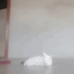 [댓글부탁해] 의문의 괴생명체에게 잡아먹히는 고양이.<b>gif</b>