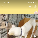 무<b>안유</b>기견보호소 좀화가나네요