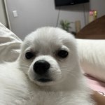 <b>누가</b> 우리강아지한테 류준열닮았데