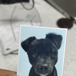 우리 강아지 <b>증명</b>사진 어때