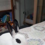 우리집 <b>토깽이</b>