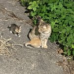 [19] 고양이 <b>새끼</b> 한마리 가져갈까?ㅠㅠ