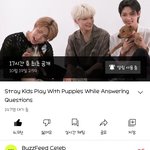 [스키즈] 강쥐인터뷰