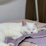 오랜만에 고양이사진 투척