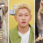 강형욱한테 솔루션 받은 크러쉬 반려견