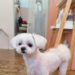 [말티즈<b>슈가</b>] 말티즈<b>슈가</b>이야기[열셋]