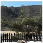 자연의 고양이가 집사를 길들이기는 방법